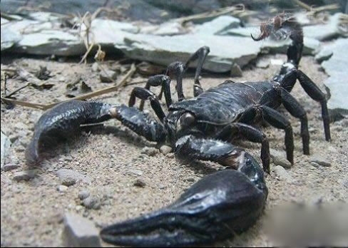 最恐怖动物世界大排名：蜱虫进榜，大白鲨第五，吸血蝙蝠只能第二(4)