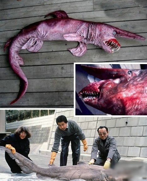 最恐怖动物世界大排名：蜱虫进榜，大白鲨第五，吸血蝙蝠只能第二(1)