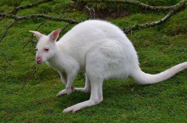 盘点那些迷人稀有的白化动物(4)