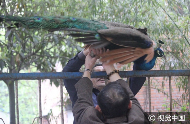 “世界那么大我想去看看” 盘点出逃动物各不相同的“诗和远方”(3)