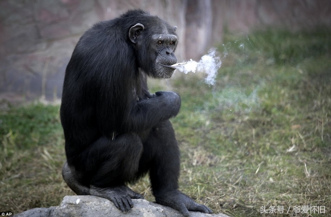 这只会抽烟的黑猩猩成了朝鲜动物园的大明星(1)