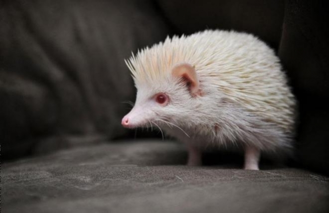 盘点那些迷人稀有的白化动物(2)