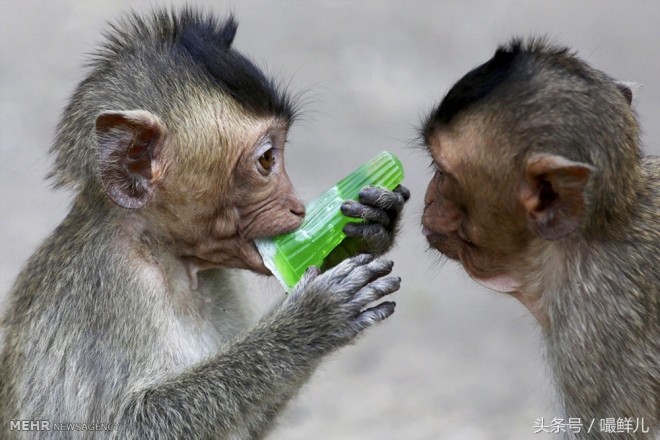 也真是“命好”，这些动物生在这些国家竟受到这般待遇(6)