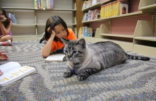 图书馆“管理喵”遭解雇，市民抗议辞退理由太奇葩(2)