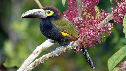 揭秘最开放的动物世界——同性恋也疯狂(3)