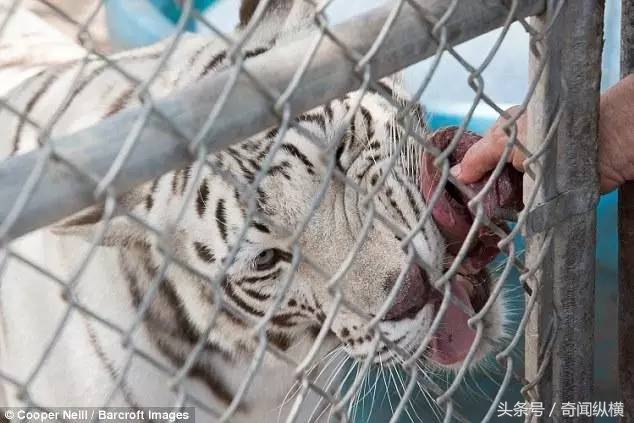 62岁老太太饲养大棕熊和老虎当宠物，堪称世上最牛老太太(4)