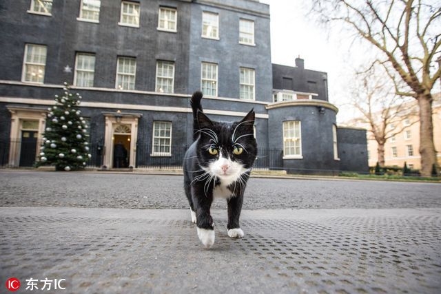 猫奴跪安！参见英国外交部首席灭鼠官(1)