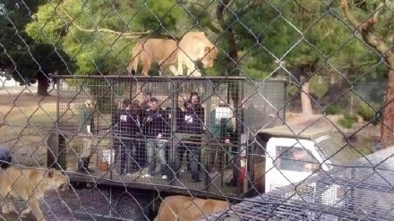 为让游客更“尽兴” 国外一家动物园是这么做的(2)