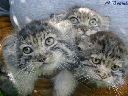 想给大家简单说说兔狲这货！表情最丰富的猫科动物(2)