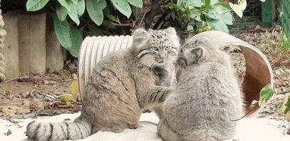 想给大家简单说说兔狲这货！表情最丰富的猫科动物(2)