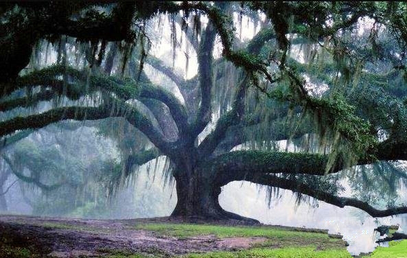 世界上最惊心动魄的14张图 可能你一辈子也见不到(4)