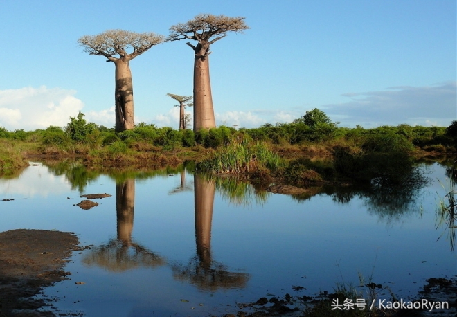 神似潘多拉星球上的植物(4)