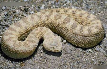全球最恐怖的十种蛇，眼镜蛇五步蛇均未入榜(1)