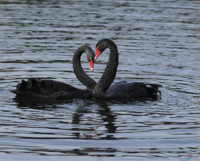 揭秘最开放的动物世界——同性恋也疯狂(1)