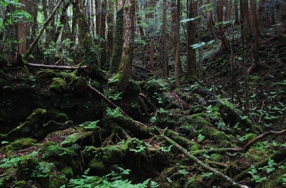 日本的幽静森林内发现大量尸体，被称为“自杀森林”(1)