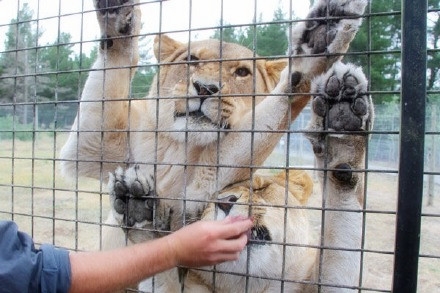 为让游客更“尽兴” 国外一家动物园是这么做的(2)