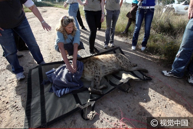 “世界那么大我想去看看” 盘点出逃动物各不相同的“诗和远方”(4)