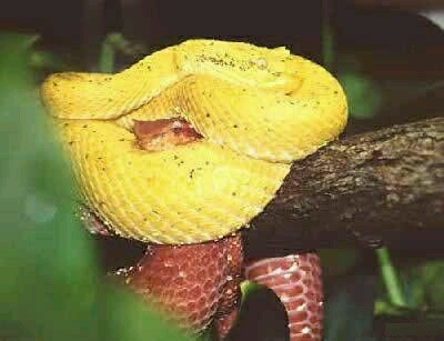 全球最恐怖的十种蛇，眼镜蛇五步蛇均未入榜(2)