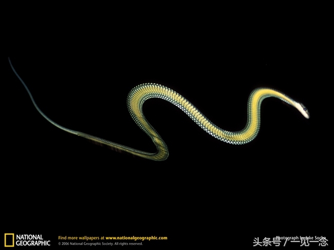 14个奇怪的动物，你可能从来没有听说过(3)