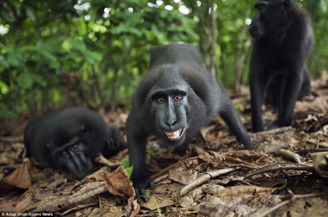 实拍镜头感十足的猴子(2)