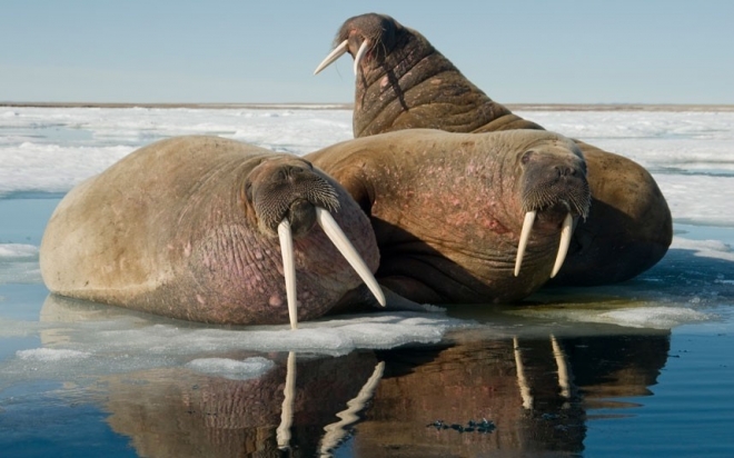 揭秘最开放的动物世界——同性恋也疯狂(1)