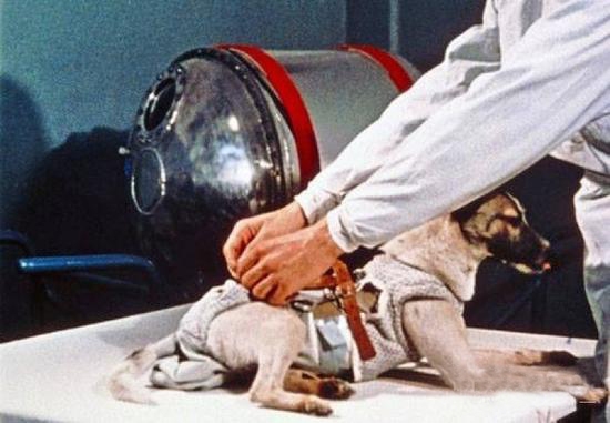 时隔45年，俄罗斯科学家才揭露第一只太空狗的悲惨死亡真相(1)