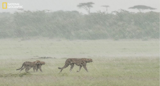 《国家地理》杂志评选的2016年最佳照片(4)