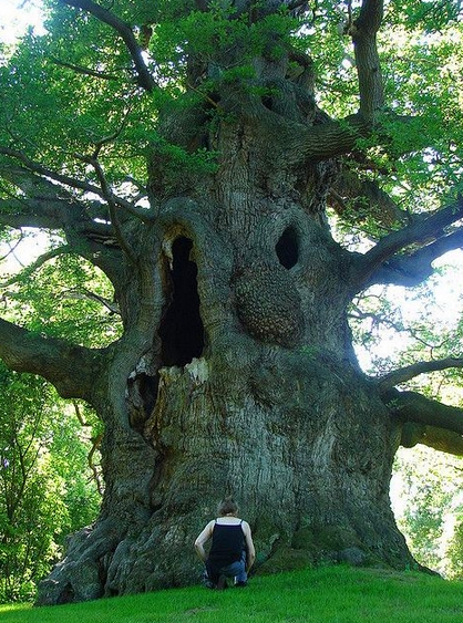 这些大自然的“橘根”，人类比得了吗？(3)