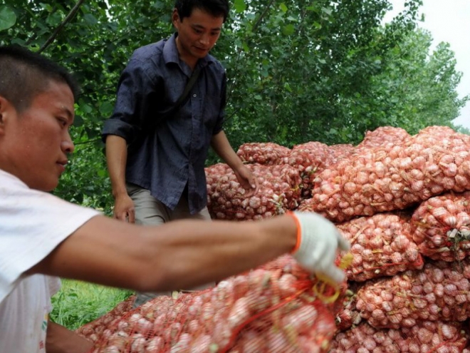 入冬大蒜价格飚升，农民却愁容满面，表示很无奈！(4)