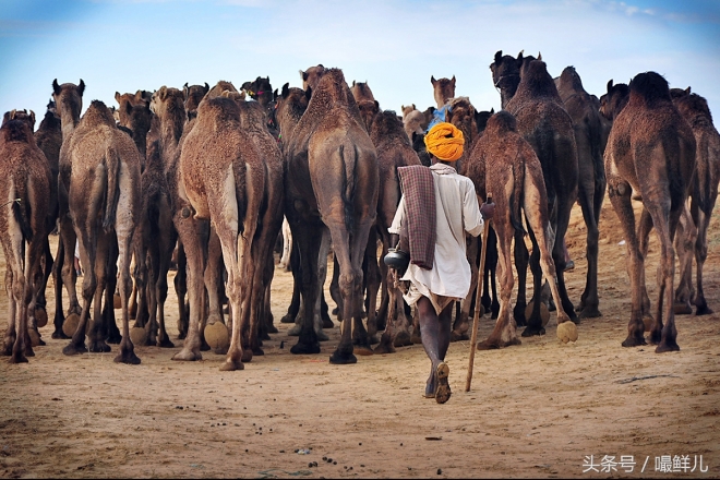 也真是“命好”，这些动物生在这些国家竟受到这般待遇(6)