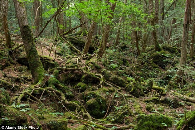 日本的幽静森林内发现大量尸体，被称为“自杀森林”(3)