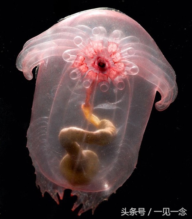 14个奇怪的动物，你可能从来没有听说过(3)