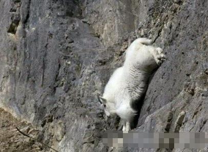 动物界攀岩高手，90度角悬崖如履平地，游客钦佩感油然而生(2)