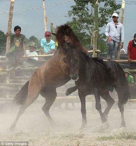 直击菲律宾非法斗马，血腥残忍，为争夺母马战斗至死方才结束(5)