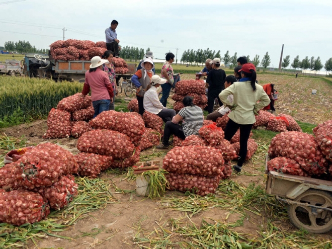 入冬大蒜价格飚升，农民却愁容满面，表示很无奈！(3)