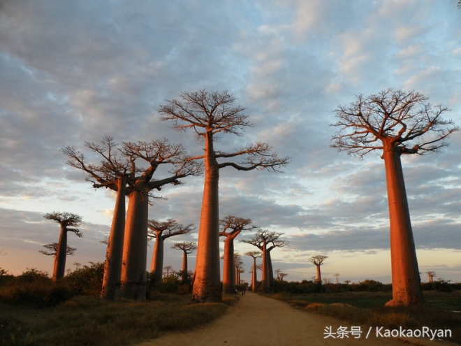 神似潘多拉星球上的植物(2)