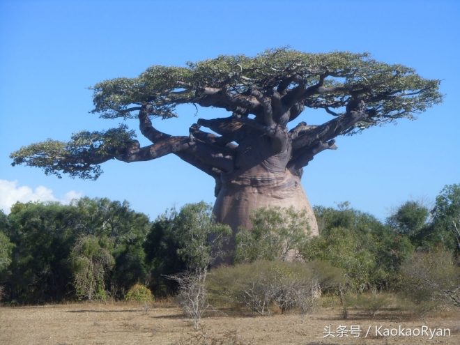 神似潘多拉星球上的植物(2)