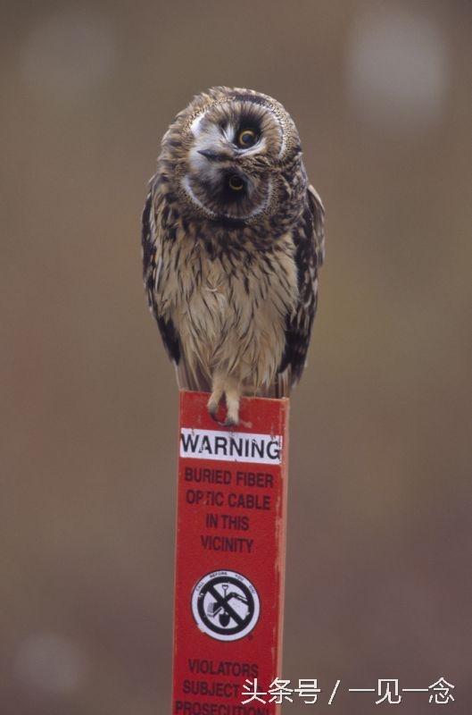 动物让人啼笑皆非的瞬间(5)