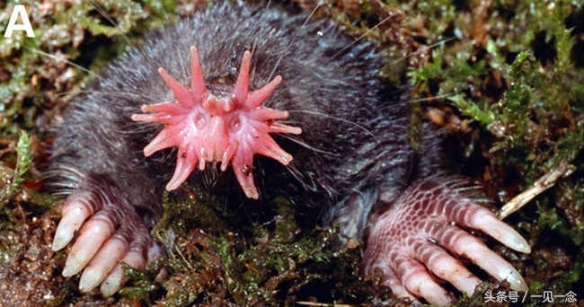 14个奇怪的动物，你可能从来没有听说过(1)