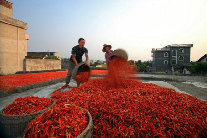 农村这种收辣椒的大场面，你经历过吗(2)