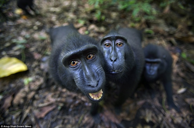实拍镜头感十足的猴子(1)