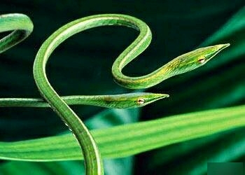 全球最恐怖的十种蛇，眼镜蛇五步蛇均未入榜(3)