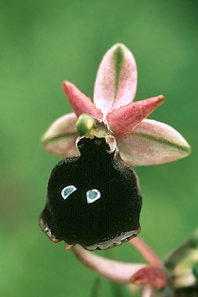 欺骗能力最强的植物，看了你就知道它多有趣(2)