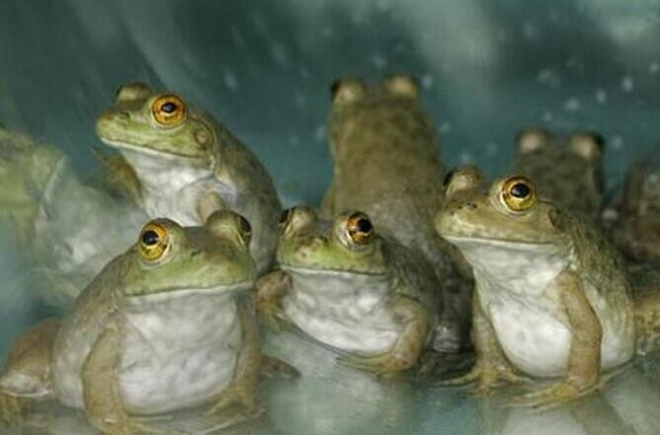 盘点国外泛滥成灾的几种动物，中国吃货直呼我们才是食物链的顶端(2)