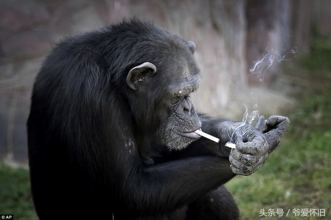这只会抽烟的黑猩猩成了朝鲜动物园的大明星(1)