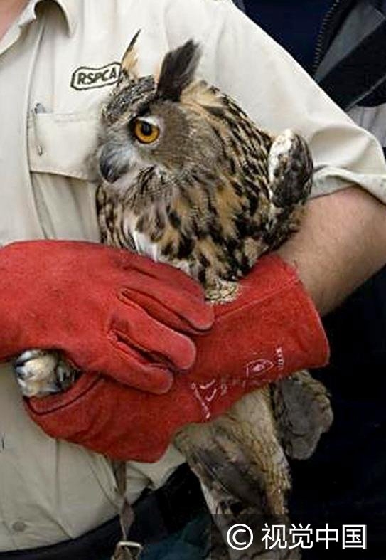 “世界那么大我想去看看” 盘点出逃动物各不相同的“诗和远方”(2)