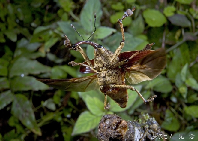 动物让人啼笑皆非的瞬间(4)