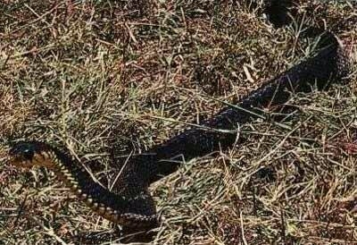 全球最恐怖的十种蛇，眼镜蛇五步蛇均未入榜(2)