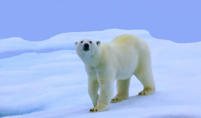 世界上十大巨型动物(1)
