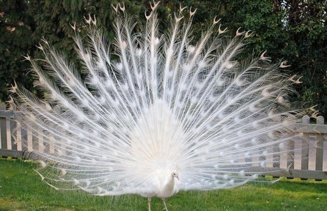 盘点那些迷人稀有的白化动物(1)